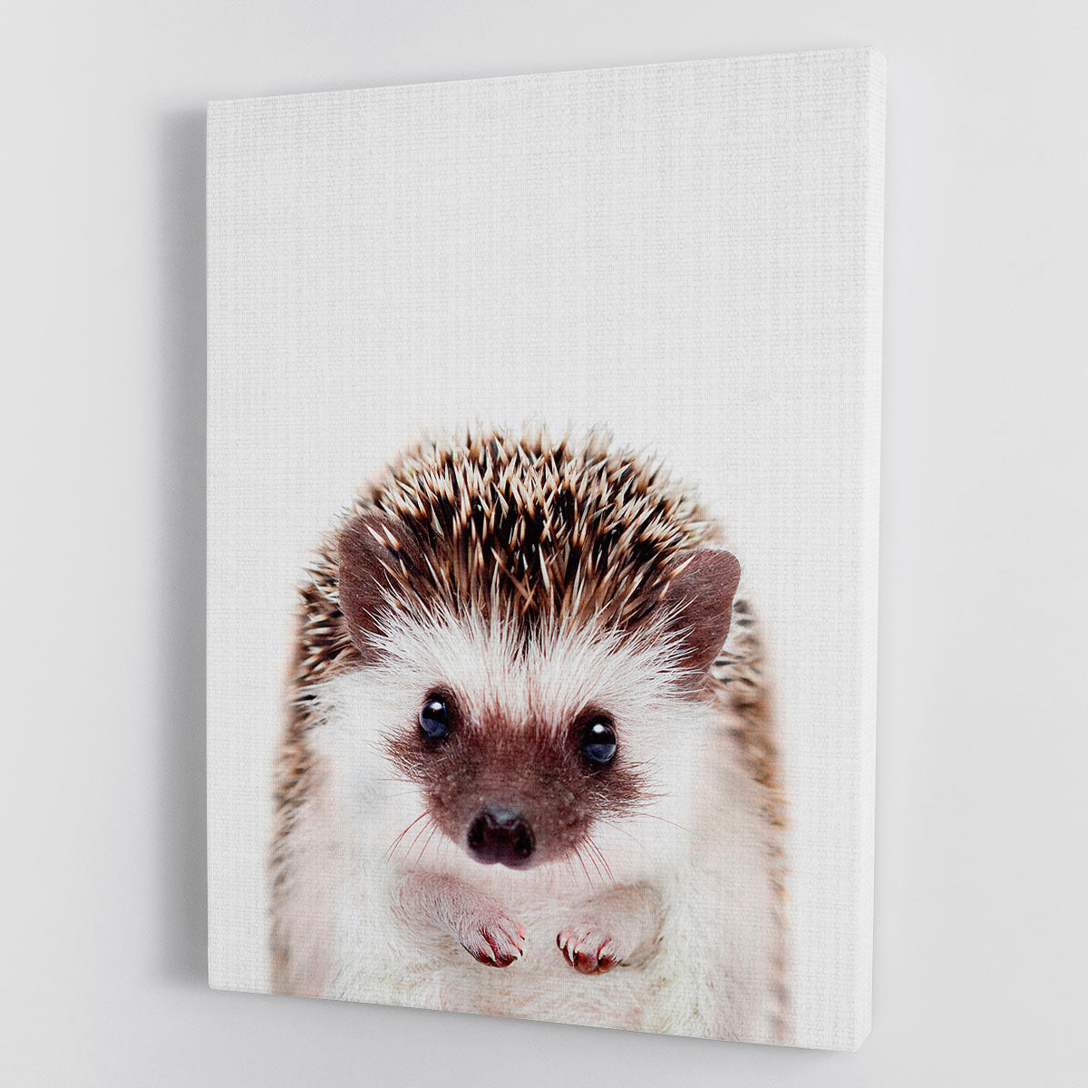 Peekaboo Hedgehog Canvas Print or Poster - 1x - 1