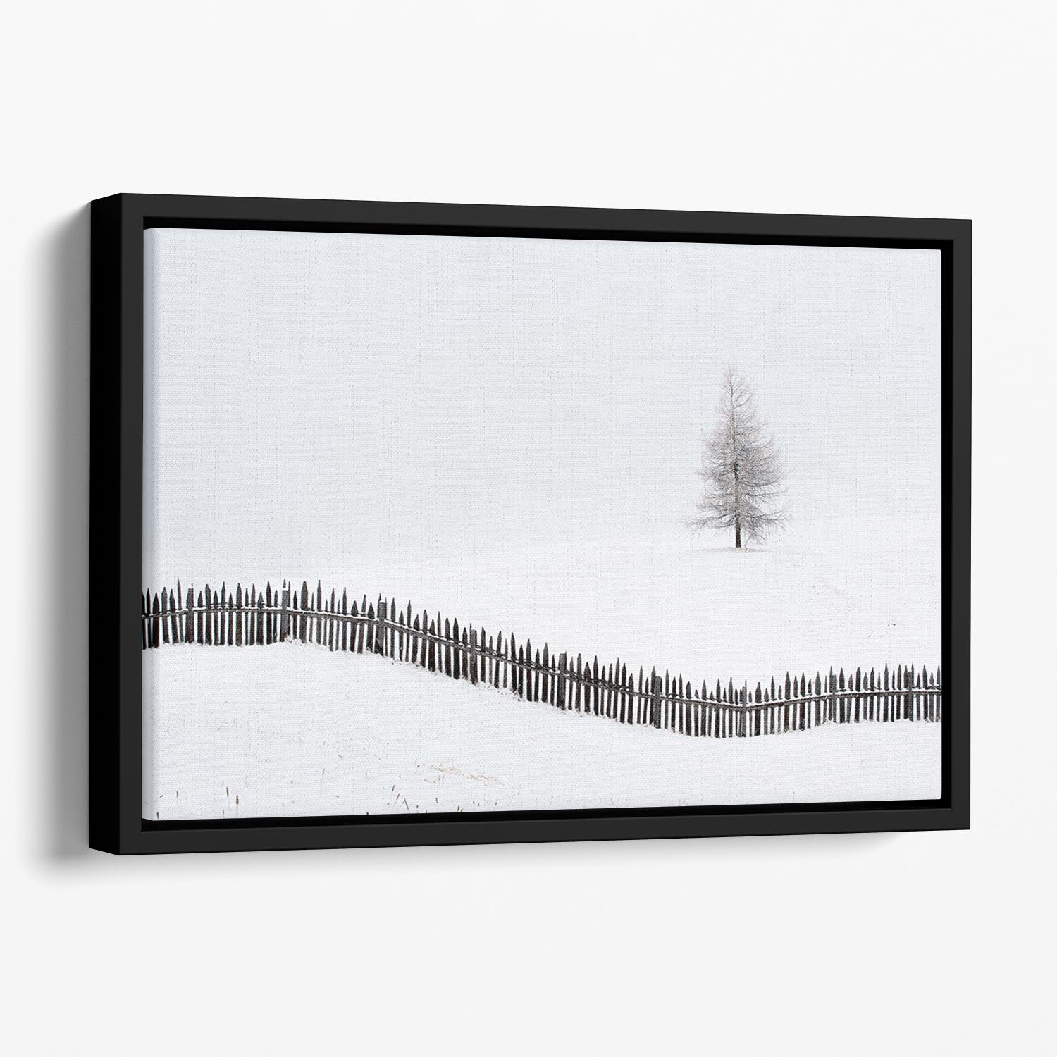 The Larch Behind The Fence Floating Framed Canvas - Canvas Art Rocks - 1