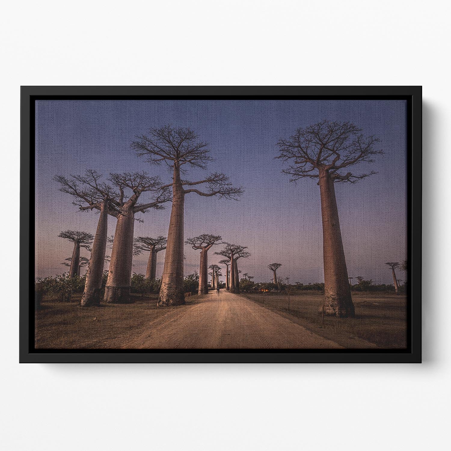 Allace Des Baobabs Floating Framed Canvas - Canvas Art Rocks - 2