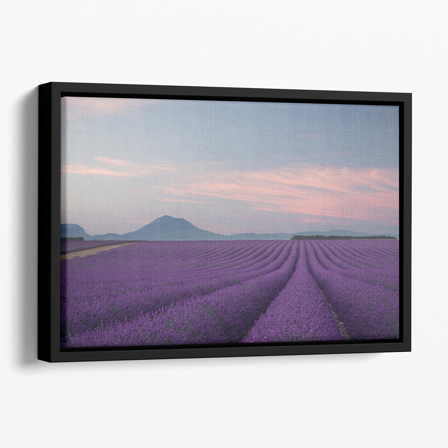 Lavender Field Floating Framed Canvas - Canvas Art Rocks - 1