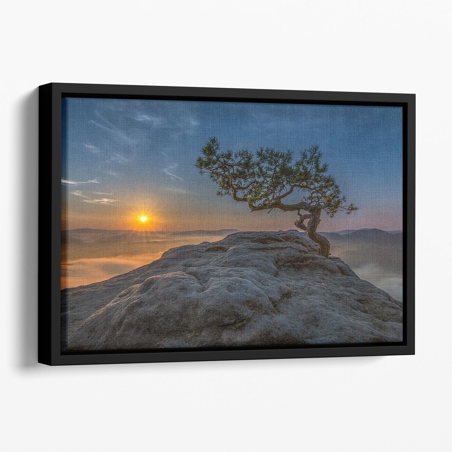 Old Pine Floating Framed Canvas - Canvas Art Rocks - 1