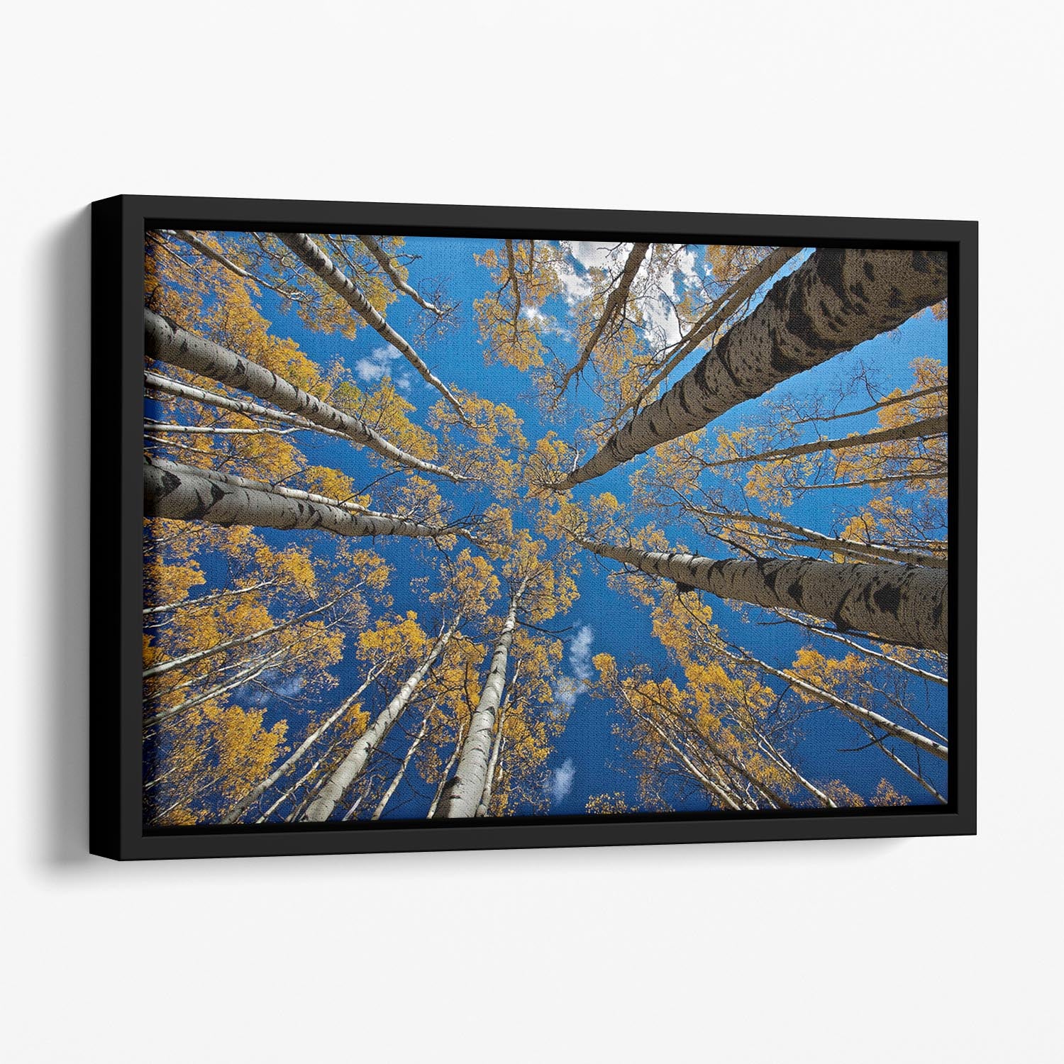 Aspen's Fall Floating Framed Canvas - Canvas Art Rocks - 1