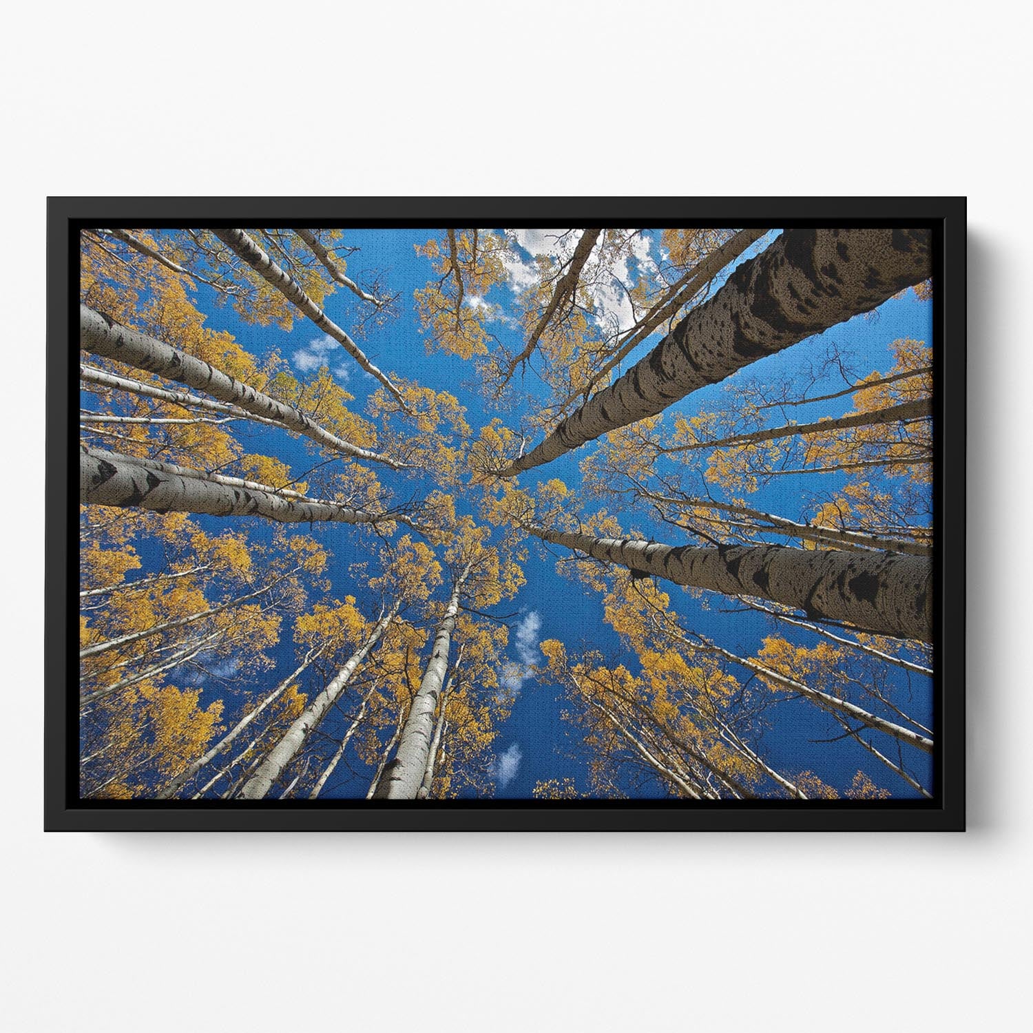 Aspen's Fall Floating Framed Canvas - Canvas Art Rocks - 2