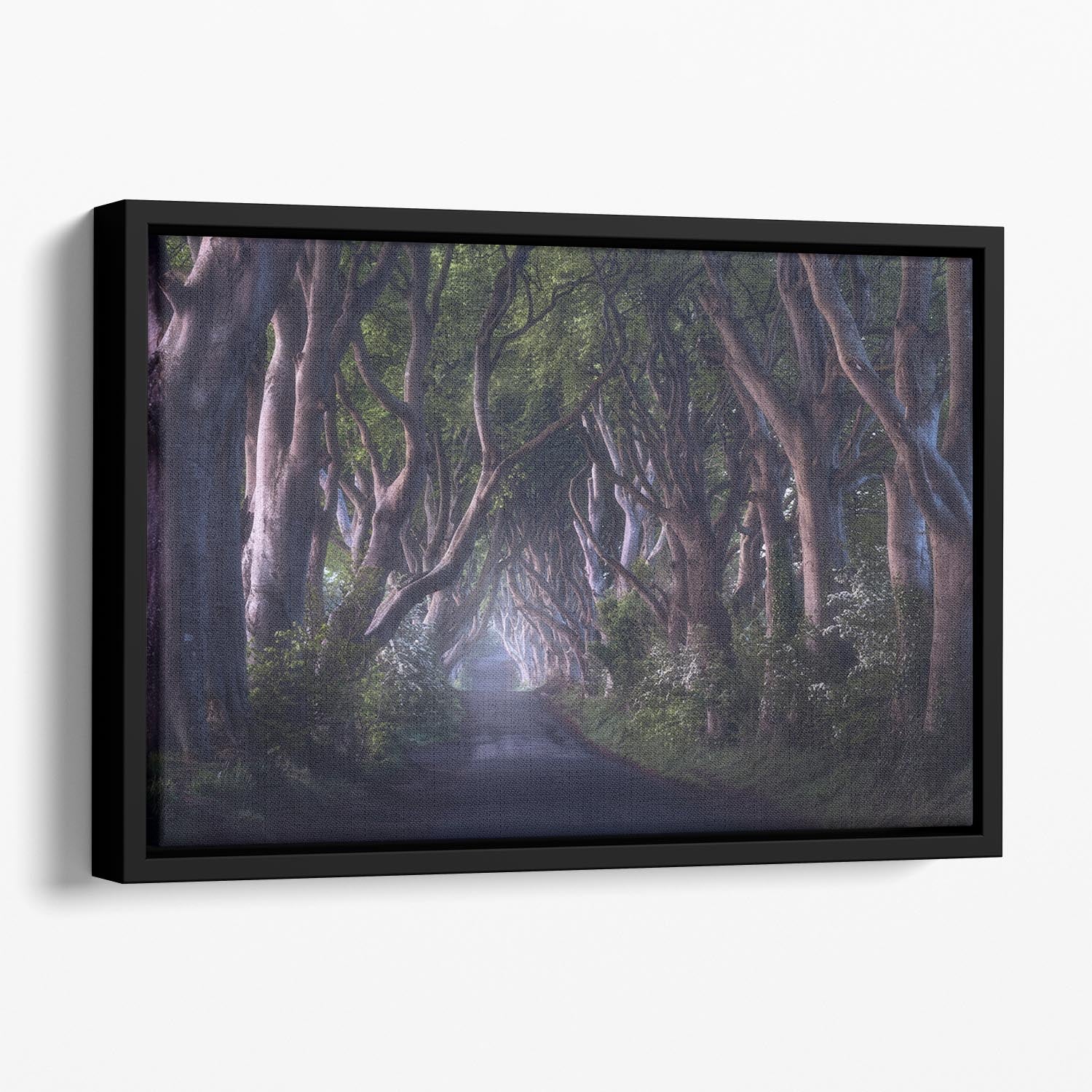 The Dark Hedges Floating Framed Canvas - Canvas Art Rocks - 1