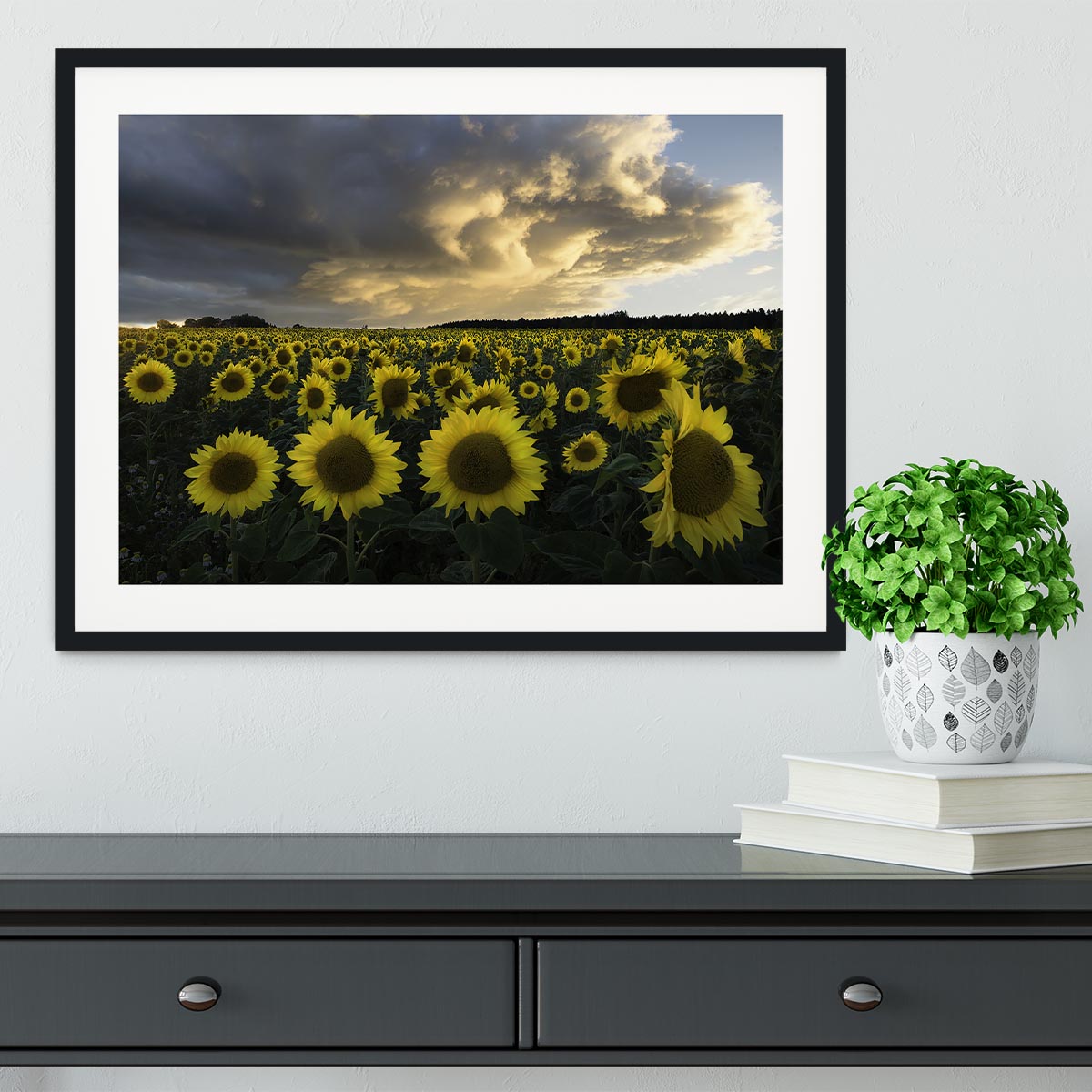 Sunflowers In Sweden Framed Print - Canvas Art Rocks - 1