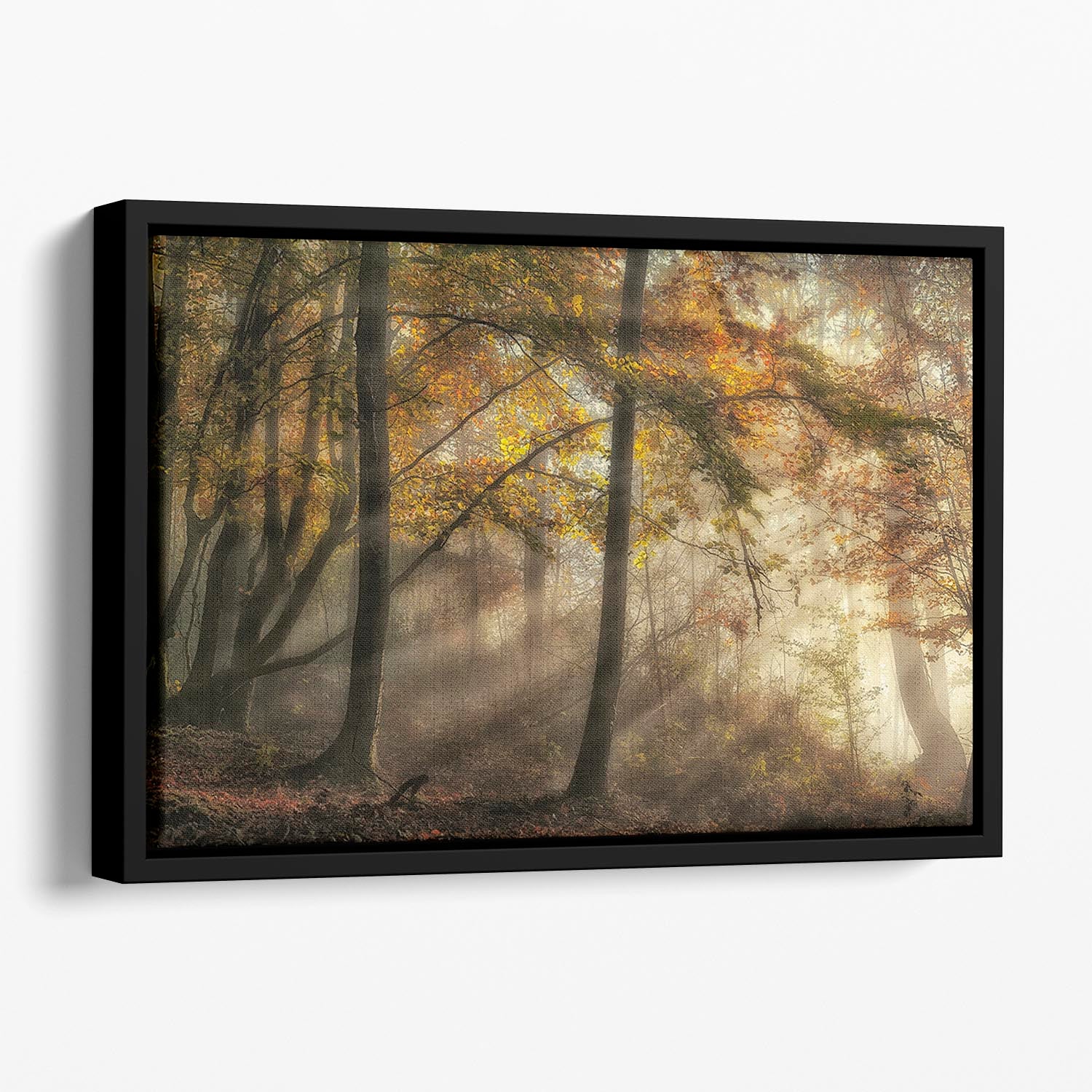 The Lights Of The Forest Floating Framed Canvas - Canvas Art Rocks - 1