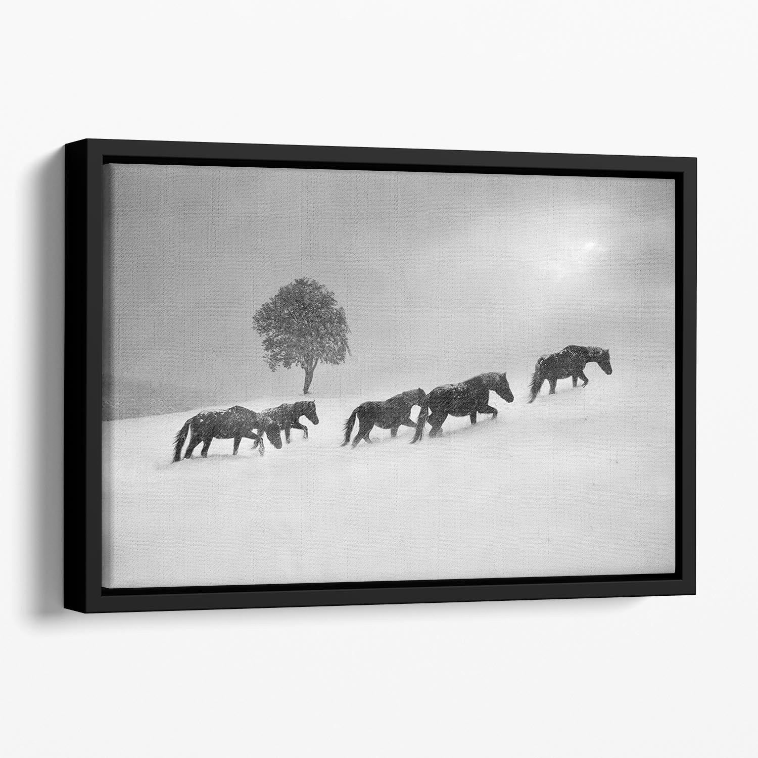 Icelandic Horses Floating Framed Canvas - Canvas Art Rocks - 1