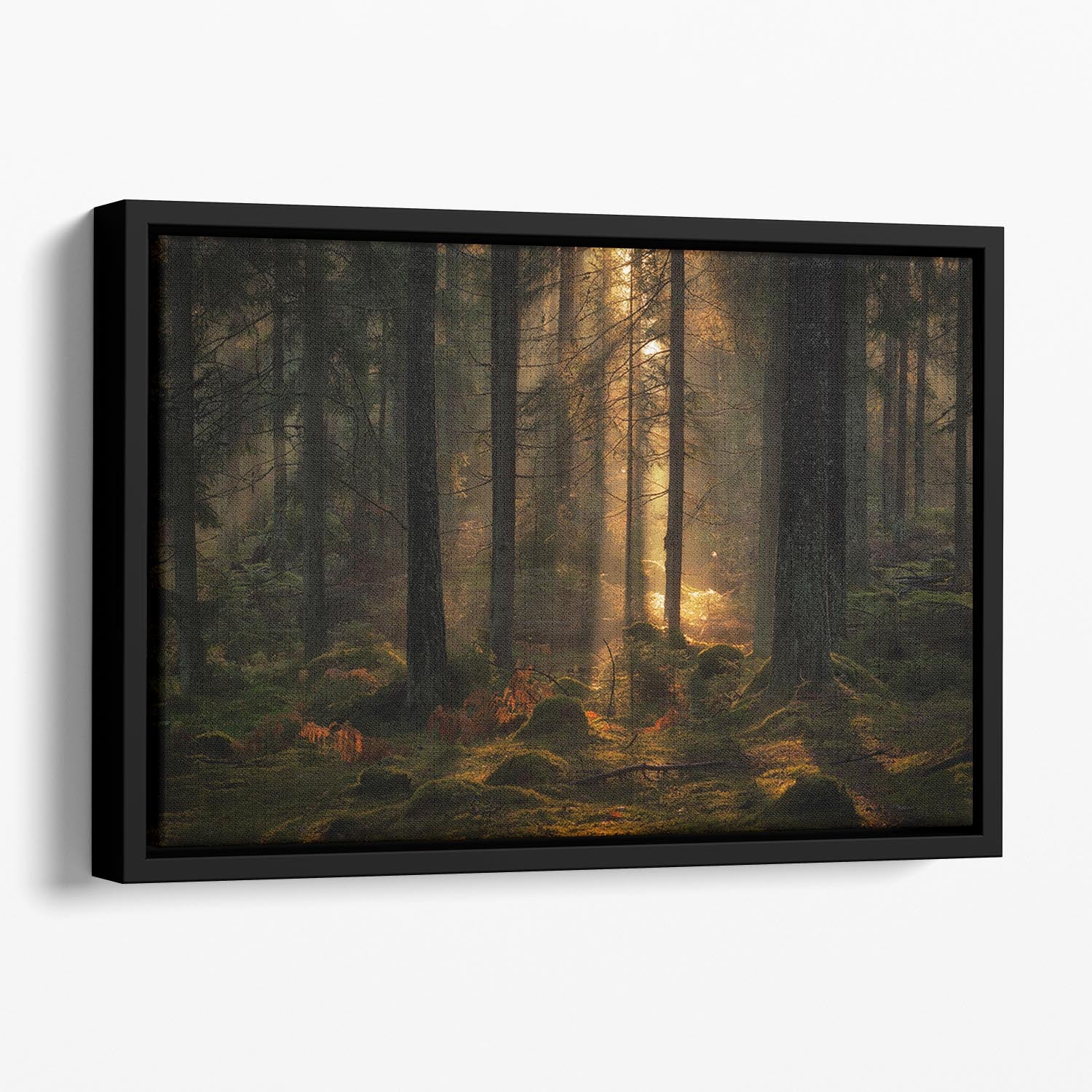 The Light In The Forest Floating Framed Canvas - Canvas Art Rocks - 1