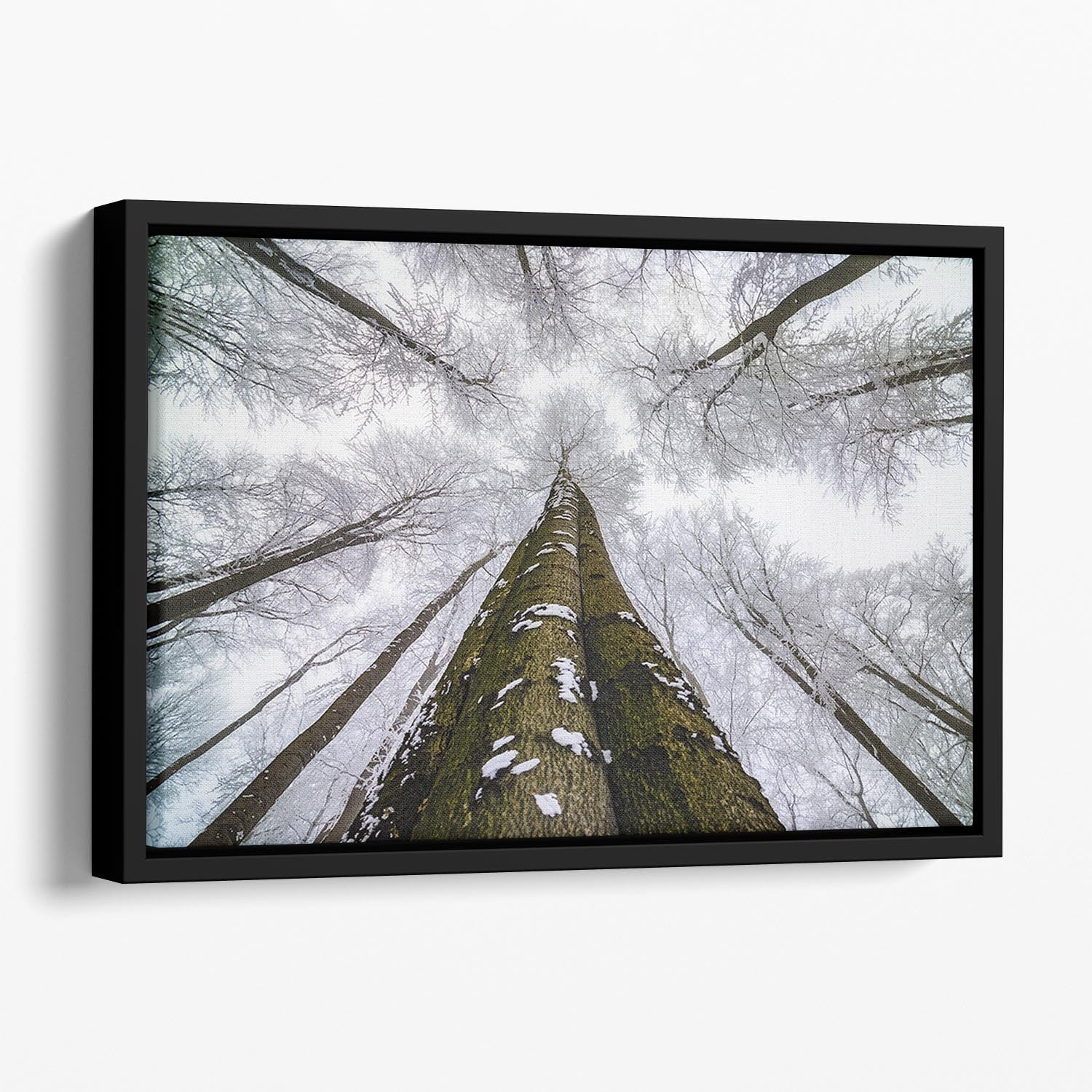 Looking Up Floating Framed Canvas - Canvas Art Rocks - 1