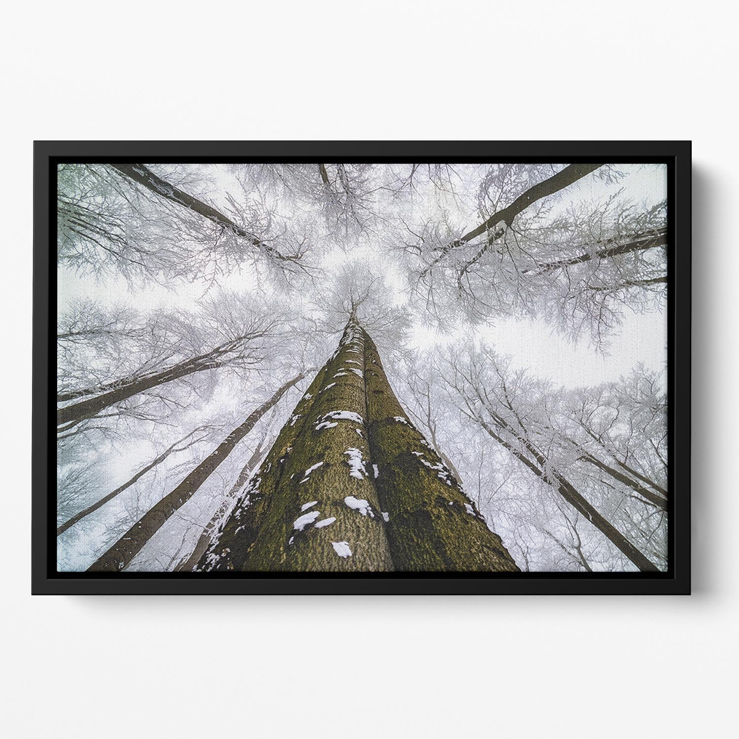 Looking Up Floating Framed Canvas - Canvas Art Rocks - 2