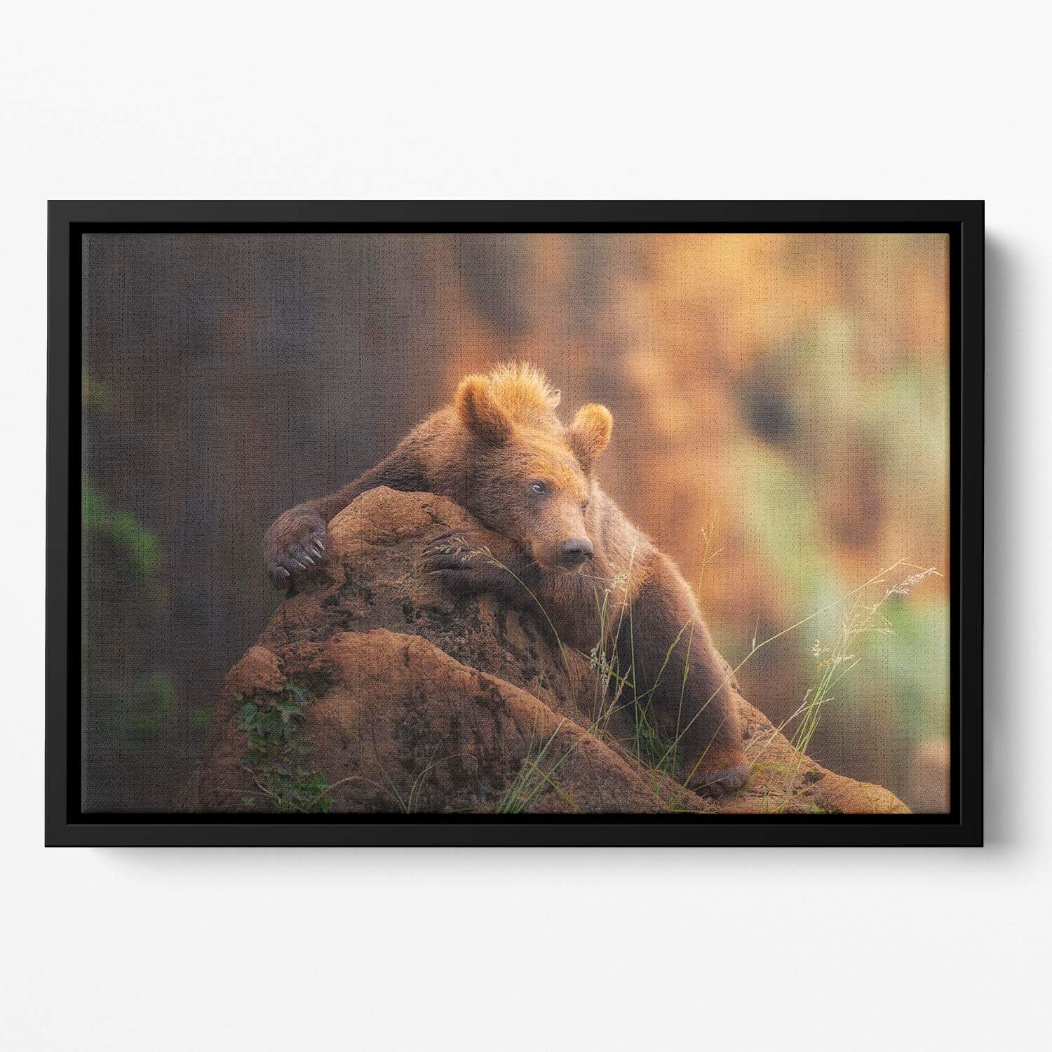 Bear portrait Floating Framed Canvas - Canvas Art Rocks - 2