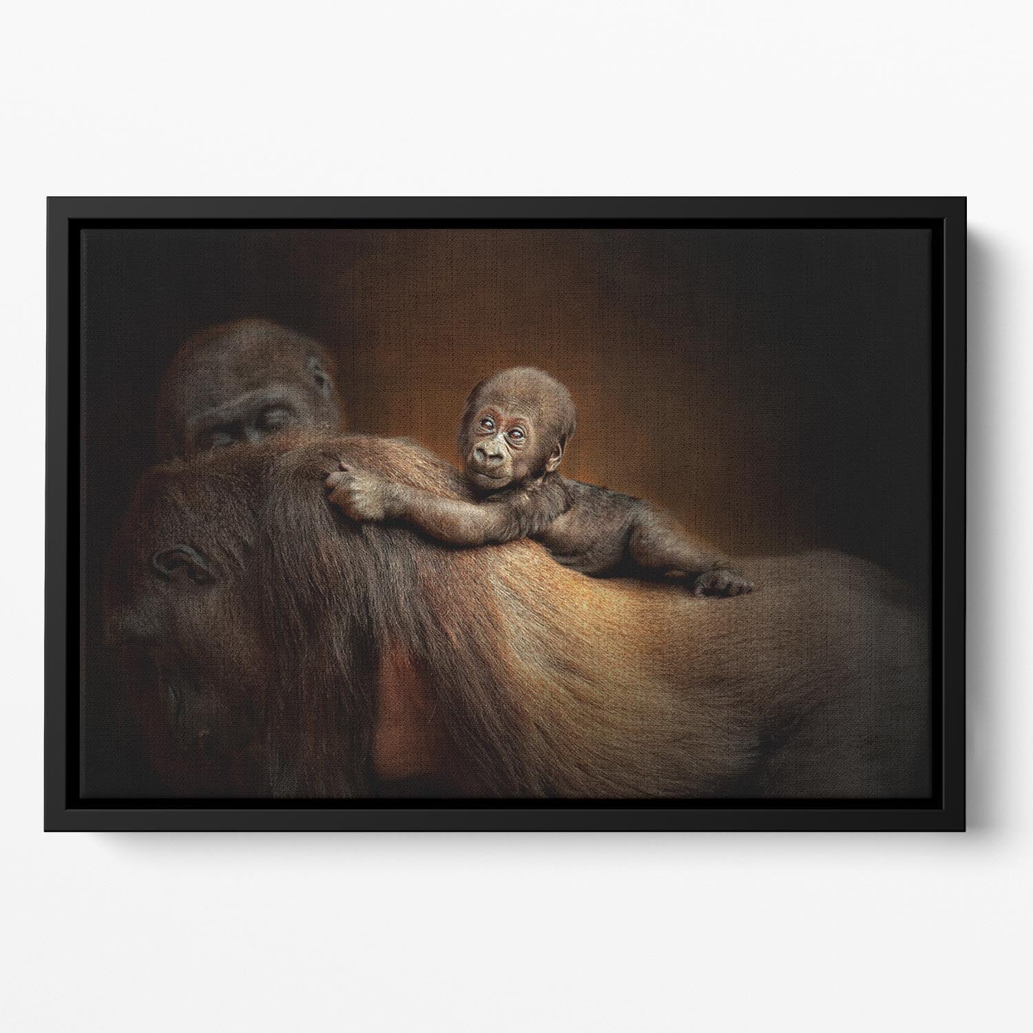 Baby Monkey Floating Framed Canvas - 1x - 2