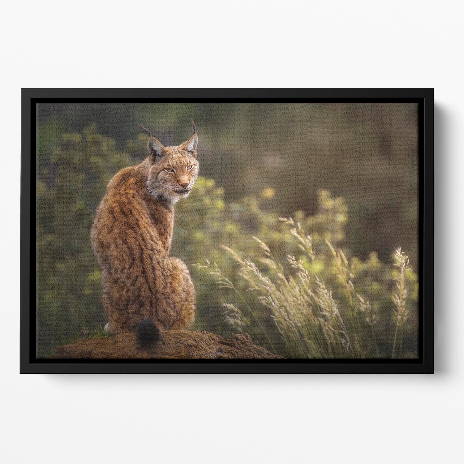 Lynx Fine Art Floating Framed Canvas - Canvas Art Rocks - 2