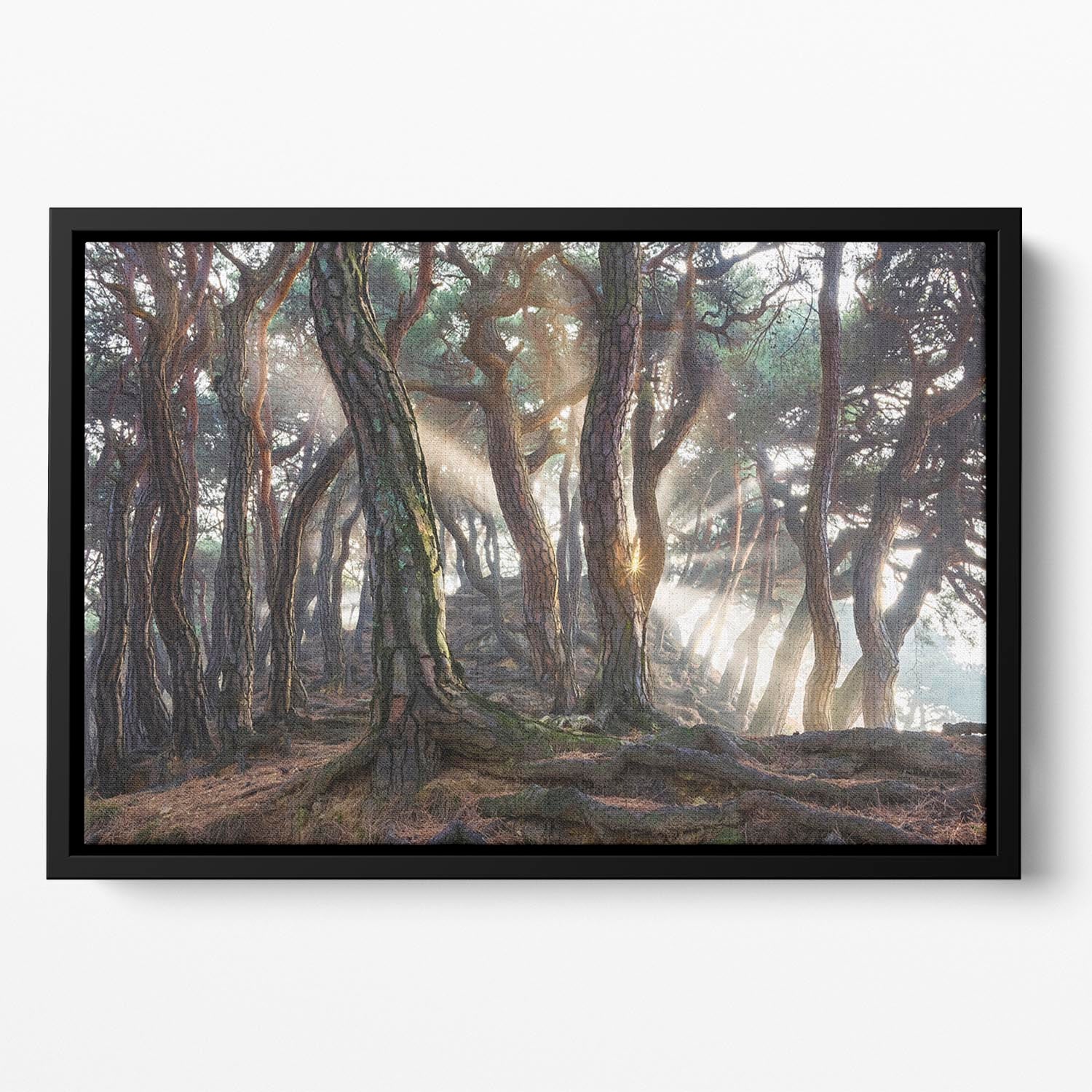 Sacred Pine Trees Floating Framed Canvas - Canvas Art Rocks - 2