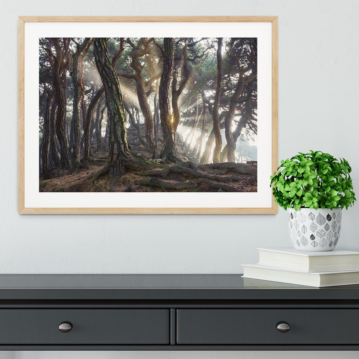 Sacred Pine Trees Framed Print - Canvas Art Rocks - 3