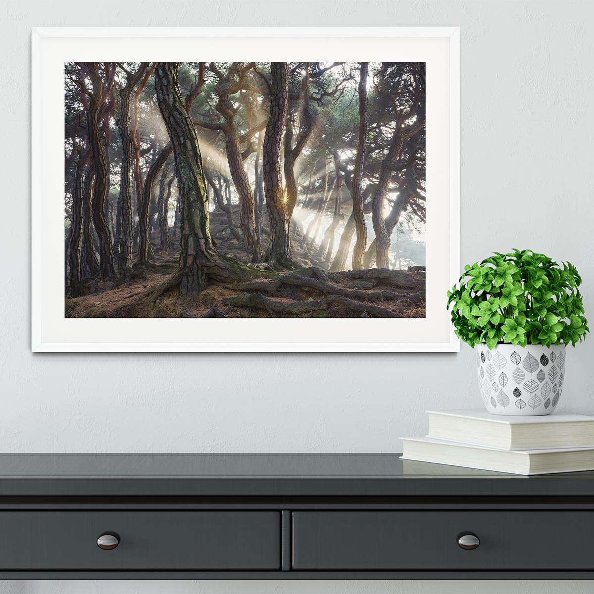 Sacred Pine Trees Framed Print - Canvas Art Rocks - 5