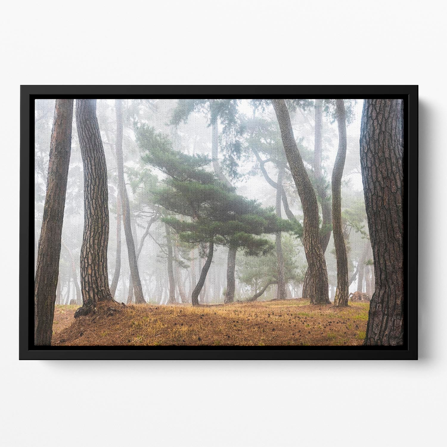 In The Misty Pine Forest Floating Framed Canvas - Canvas Art Rocks - 2