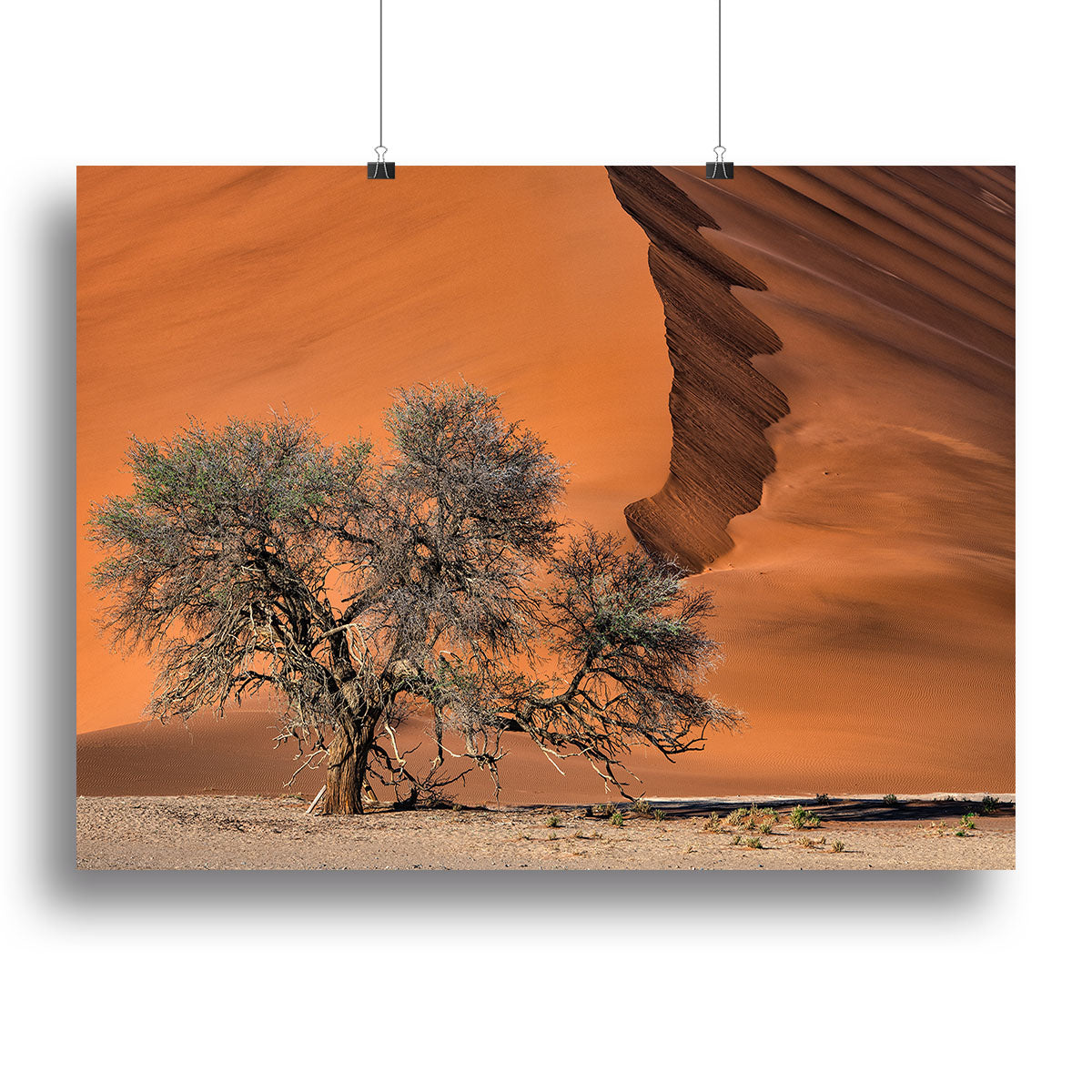 Acacia In The Desert Canvas Print or Poster - Canvas Art Rocks - 2
