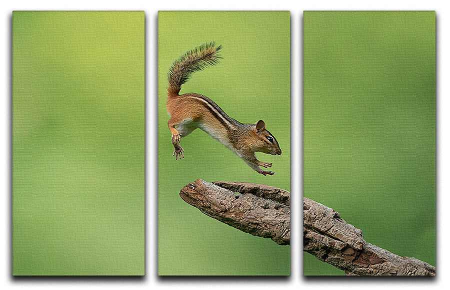 Squirell Leaping 3 Split Panel Canvas Print - Canvas Art Rocks - 1