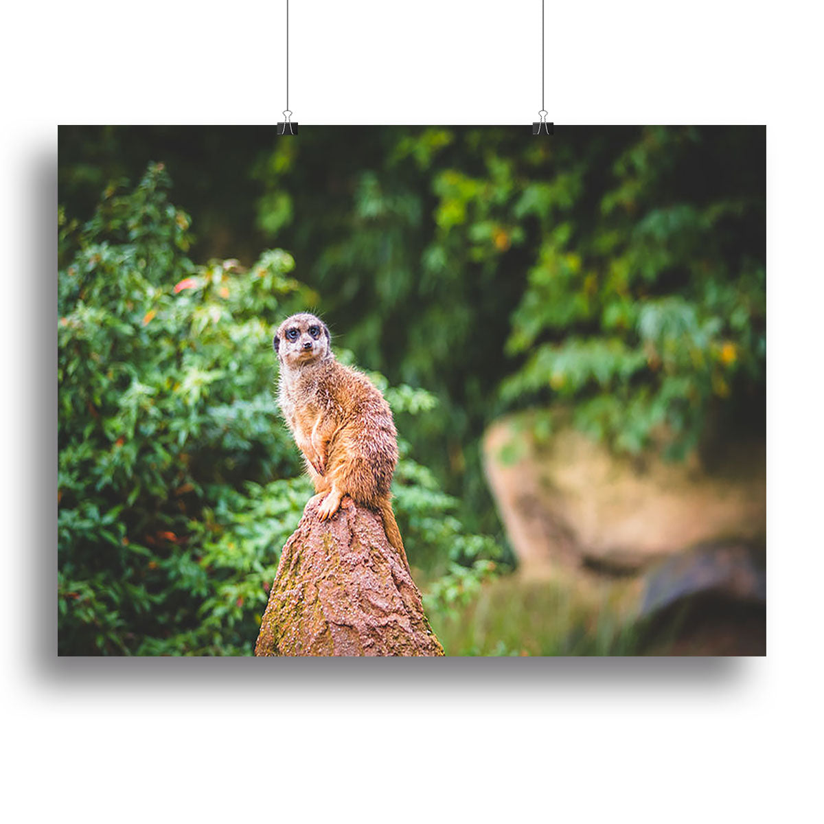 A Meerkats full attention Canvas Print or Poster - Canvas Art Rocks - 2