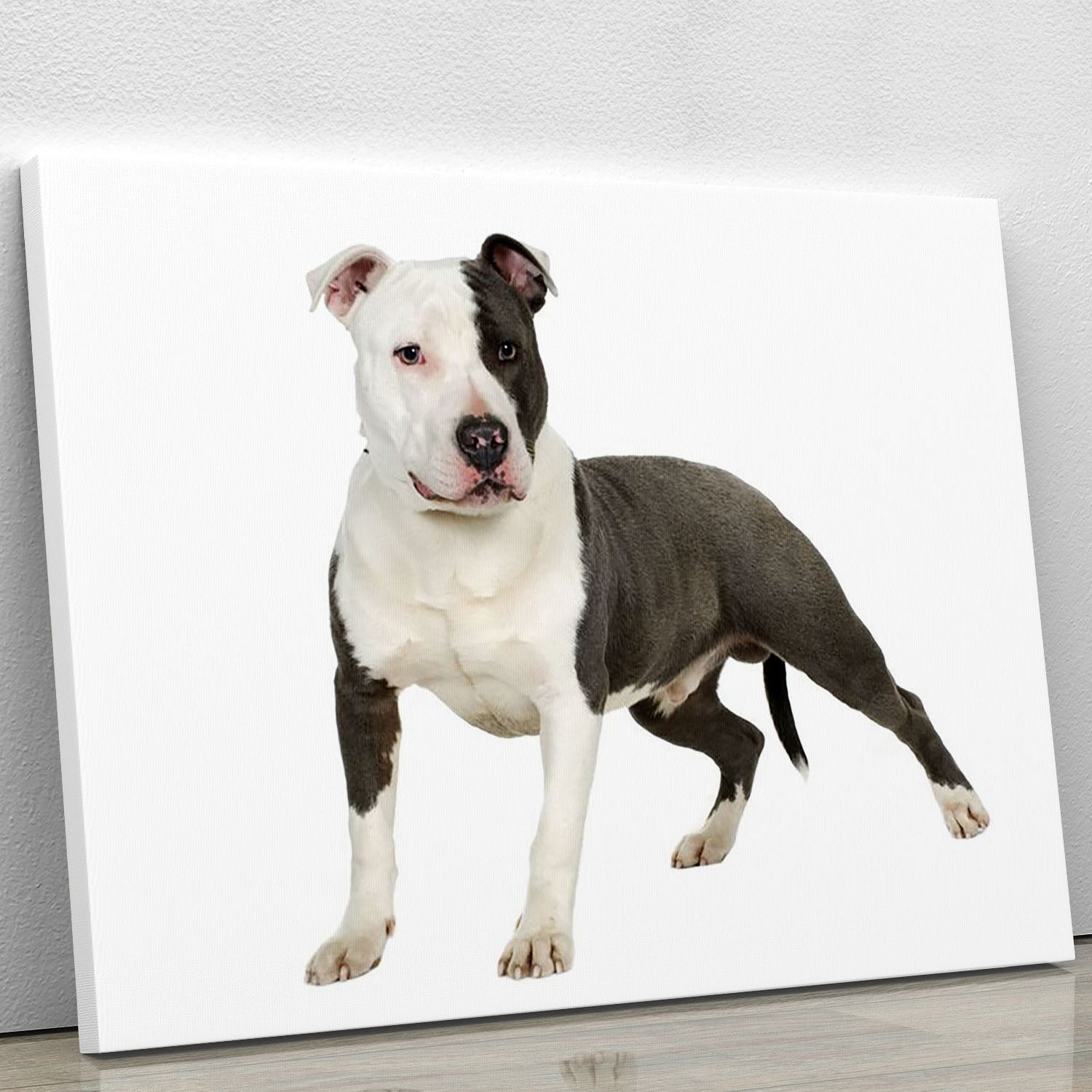 American Staffordshire terrier Canvas Print or Poster - Canvas Art Rocks - 1