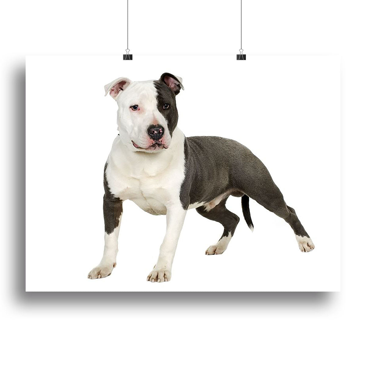 American Staffordshire terrier Canvas Print or Poster - Canvas Art Rocks - 2