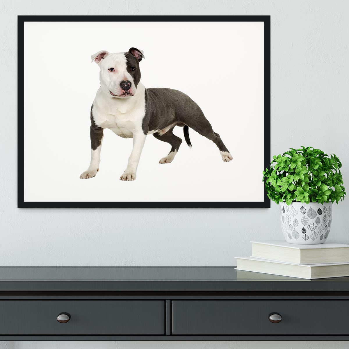 American Staffordshire terrier Framed Print - Canvas Art Rocks - 1
