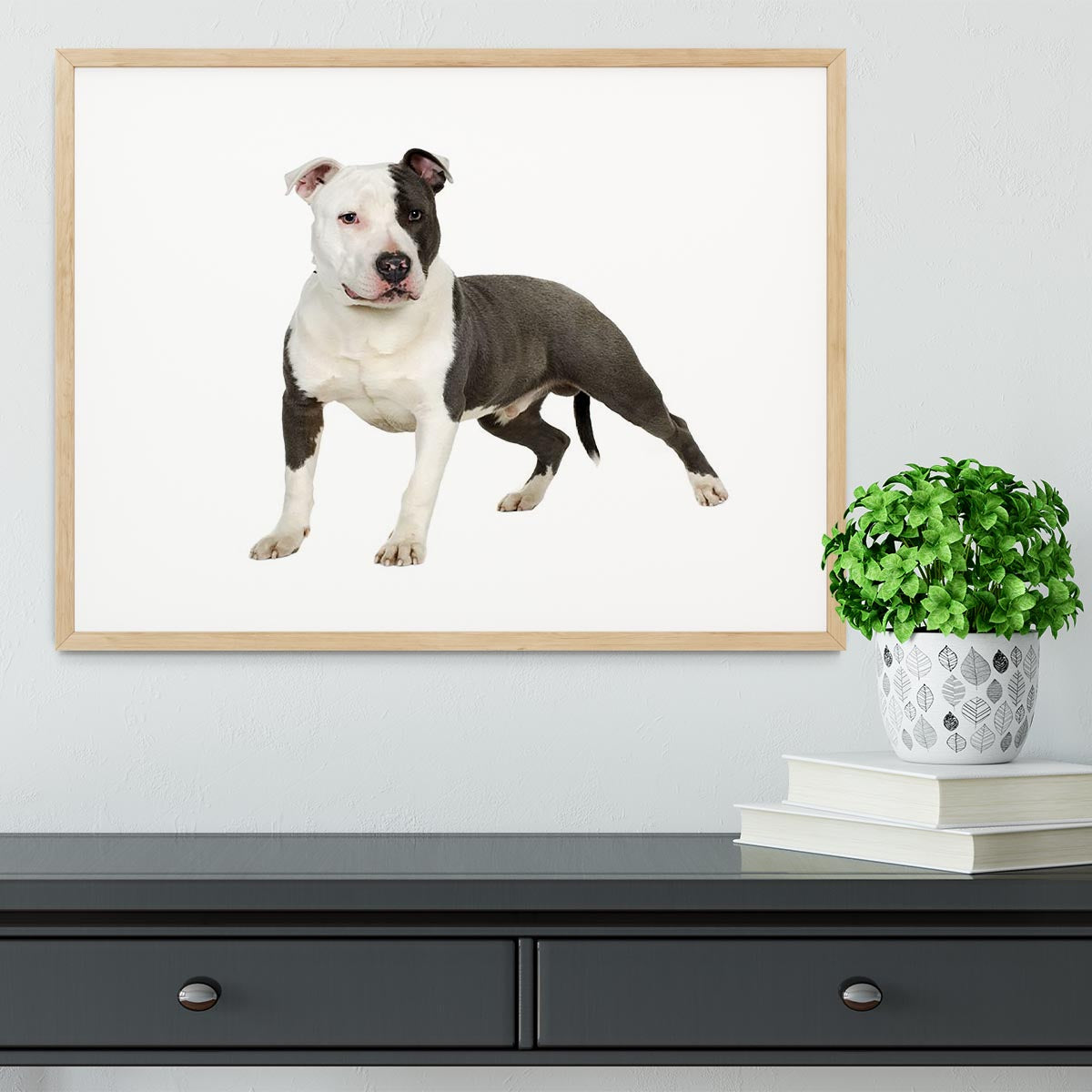 American Staffordshire terrier Framed Print - Canvas Art Rocks - 3