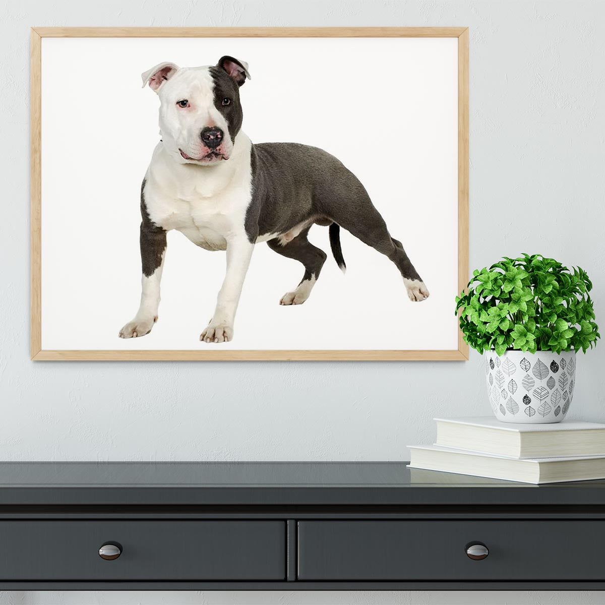 American Staffordshire terrier Framed Print - Canvas Art Rocks - 4