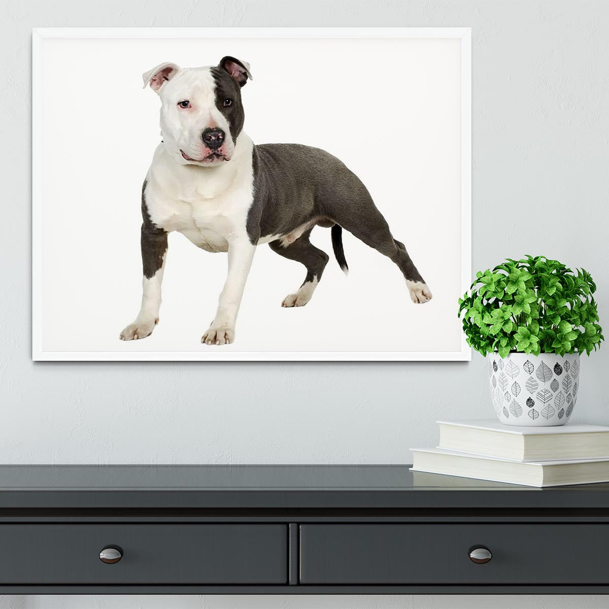 American Staffordshire terrier Framed Print - Canvas Art Rocks -6