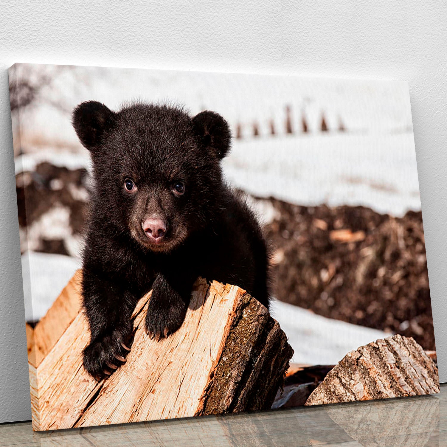 American black bear cub Canvas Print or Poster - Canvas Art Rocks - 1
