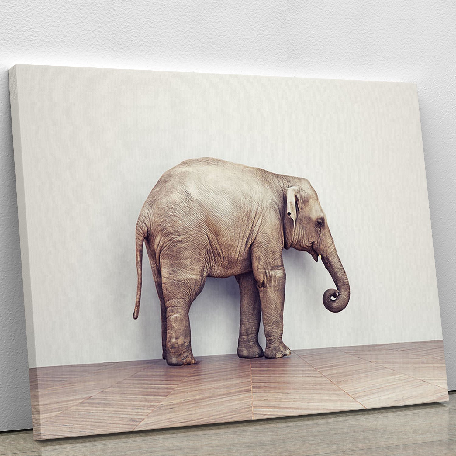 An elephant calm in the room near white wall. Creative concept Canvas Print or Poster - Canvas Art Rocks - 1