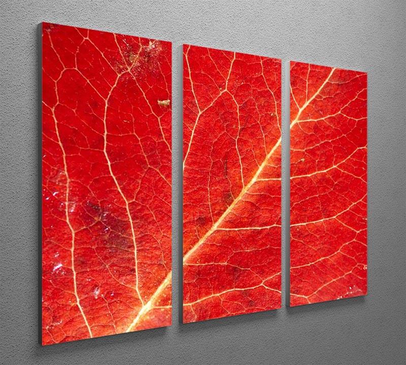 Autumn leaf 3 Split Panel Canvas Print - Canvas Art Rocks - 2