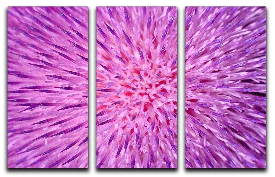 Background of thistle flower 3 Split Panel Canvas Print - Canvas Art Rocks - 1