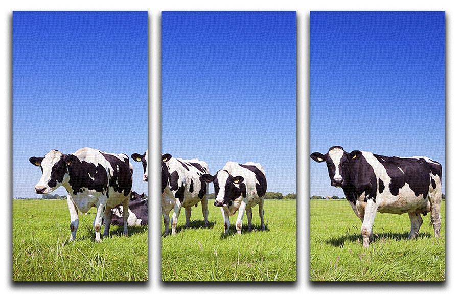Black and white cows in a grassy field 3 Split Panel Canvas Print - Canvas Art Rocks - 1