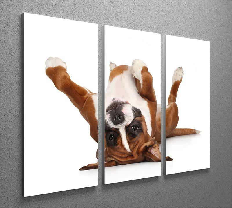 Boxer dog lying on his back 3 Split Panel Canvas Print - Canvas Art Rocks - 2