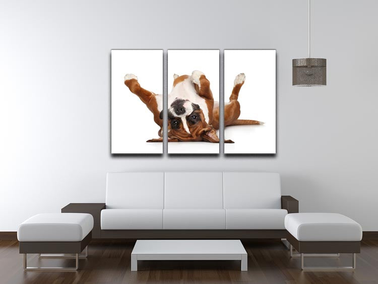 Boxer dog lying on his back 3 Split Panel Canvas Print - Canvas Art Rocks - 3