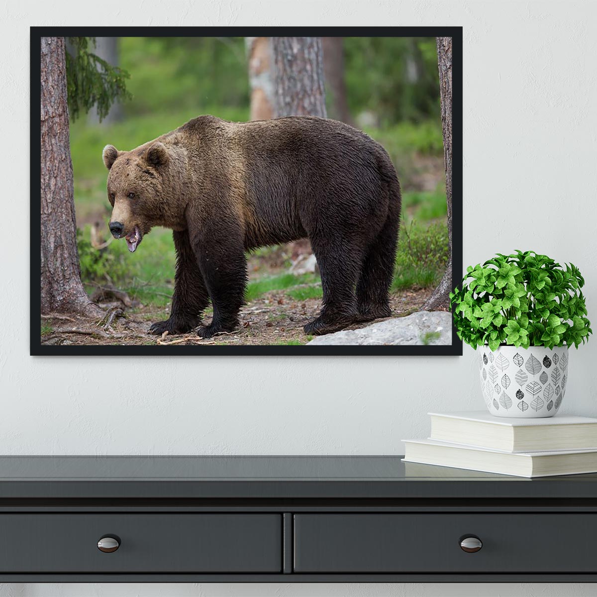 Brown bear in Tiaga forest Framed Print - Canvas Art Rocks - 2