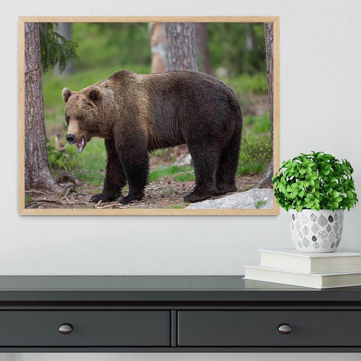 Brown bear in Tiaga forest Framed Print - Canvas Art Rocks - 4