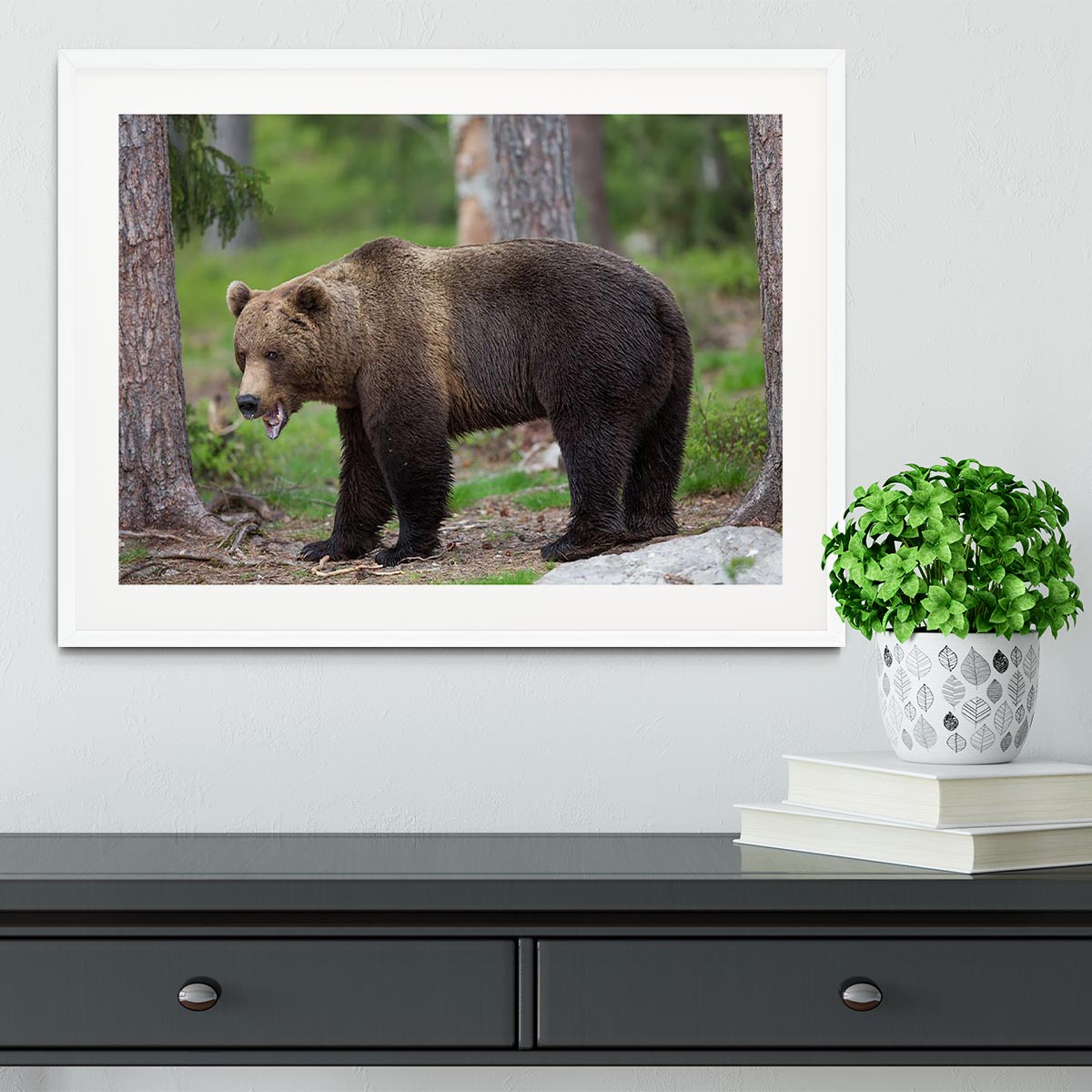 Brown bear in Tiaga forest Framed Print - Canvas Art Rocks - 5
