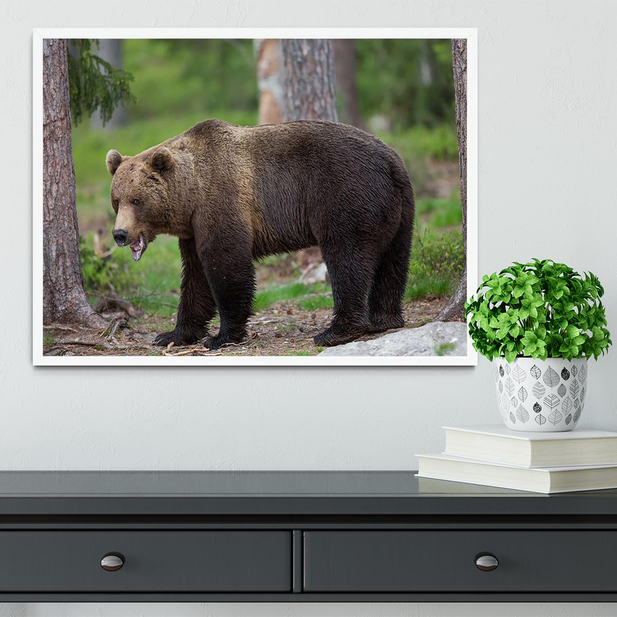 Brown bear in Tiaga forest Framed Print - Canvas Art Rocks -6