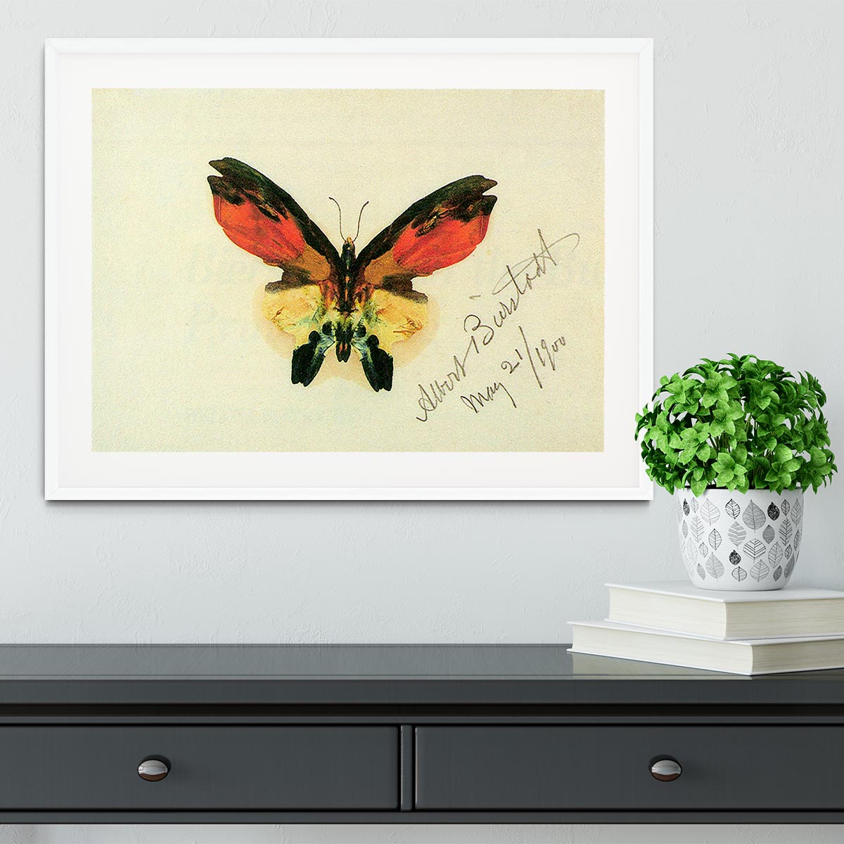 Butterfly 2 by Bierstadt Framed Print - Canvas Art Rocks - 5