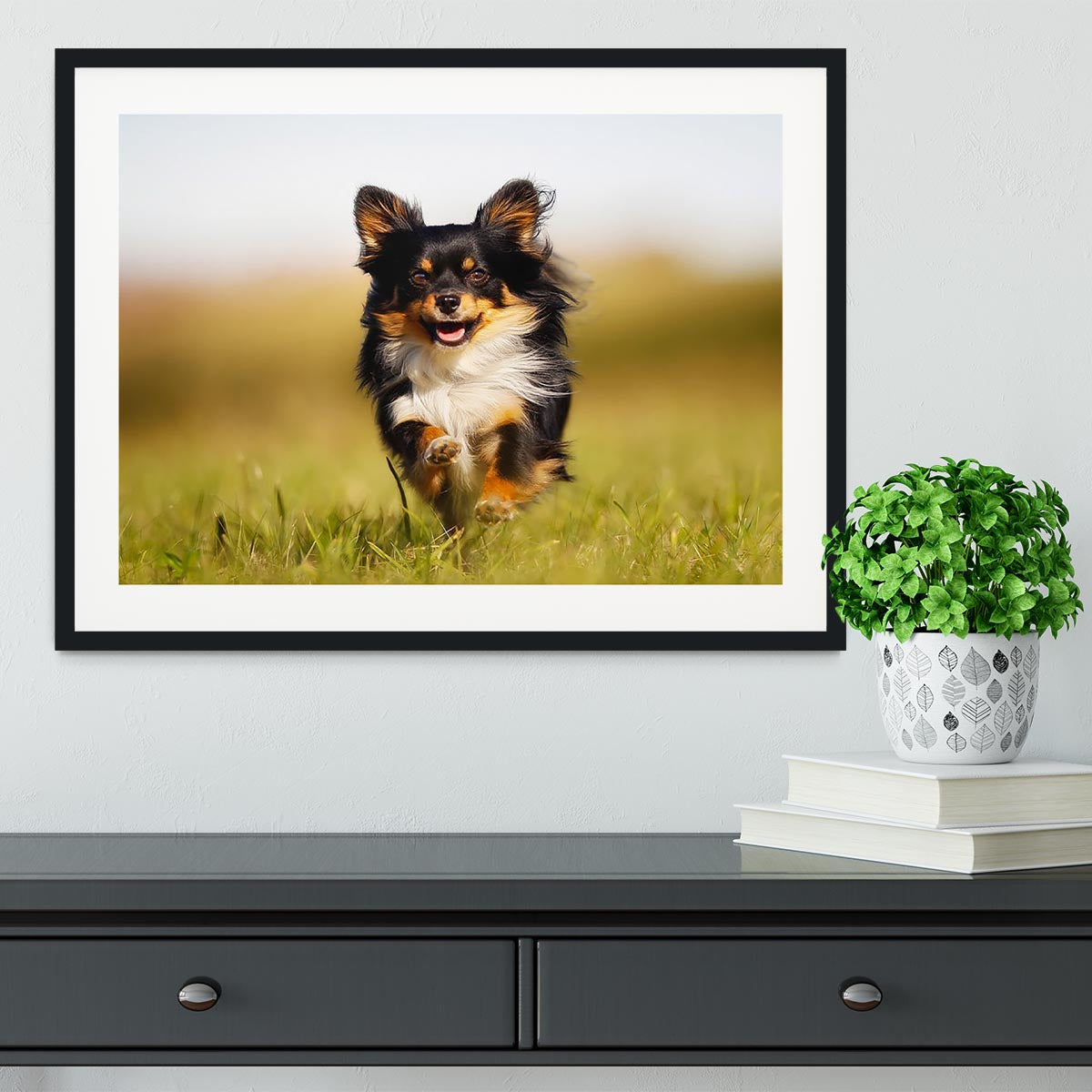 Chihuahua dog running towards the camera in a grass field Framed Print - Canvas Art Rocks - 1