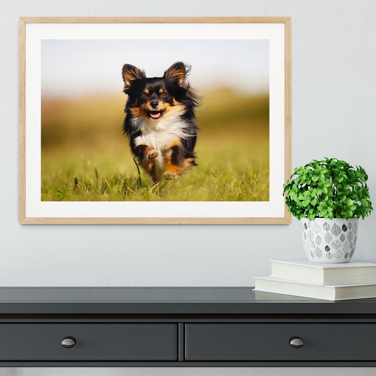 Chihuahua dog running towards the camera in a grass field Framed Print - Canvas Art Rocks - 3