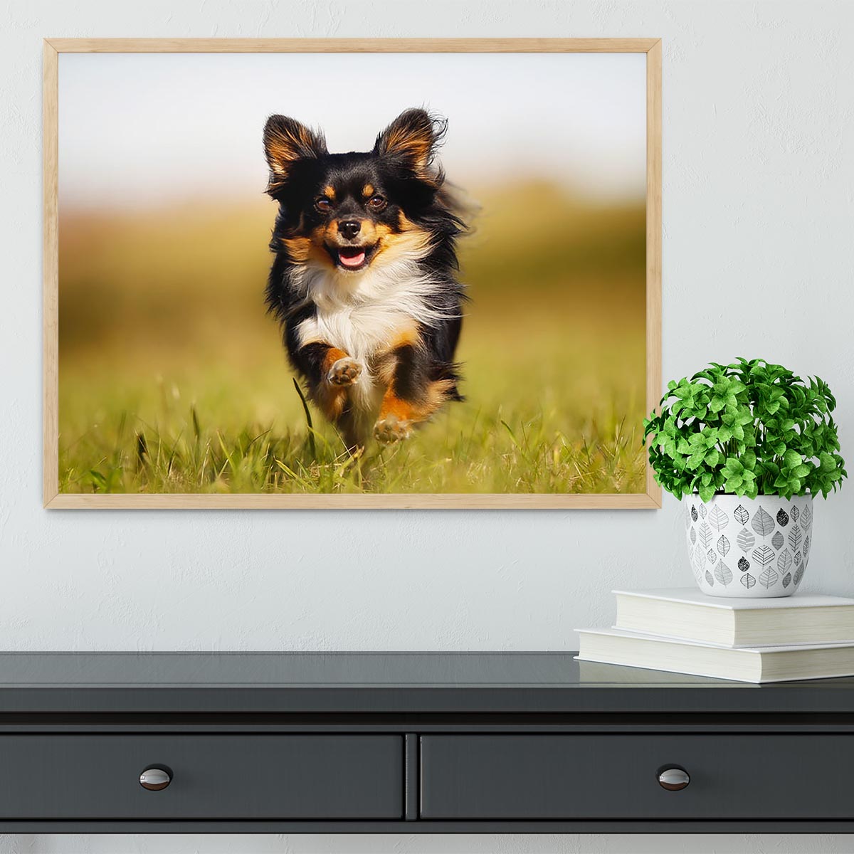 Chihuahua dog running towards the camera in a grass field Framed Print - Canvas Art Rocks - 4
