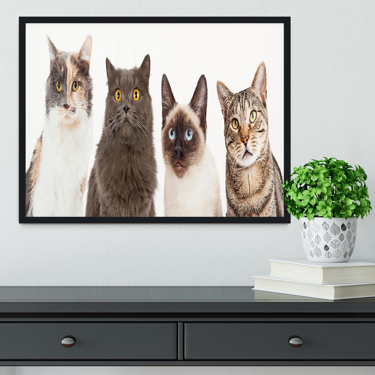 Close-up image of four different breed cats looking forward at the camera Framed Print - Canvas Art Rocks - 2