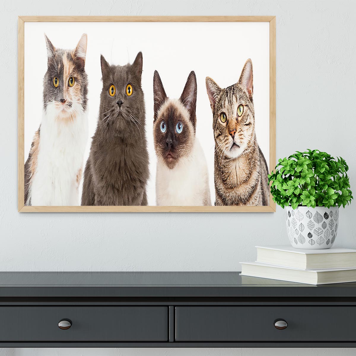Close-up image of four different breed cats looking forward at the camera Framed Print - Canvas Art Rocks - 4