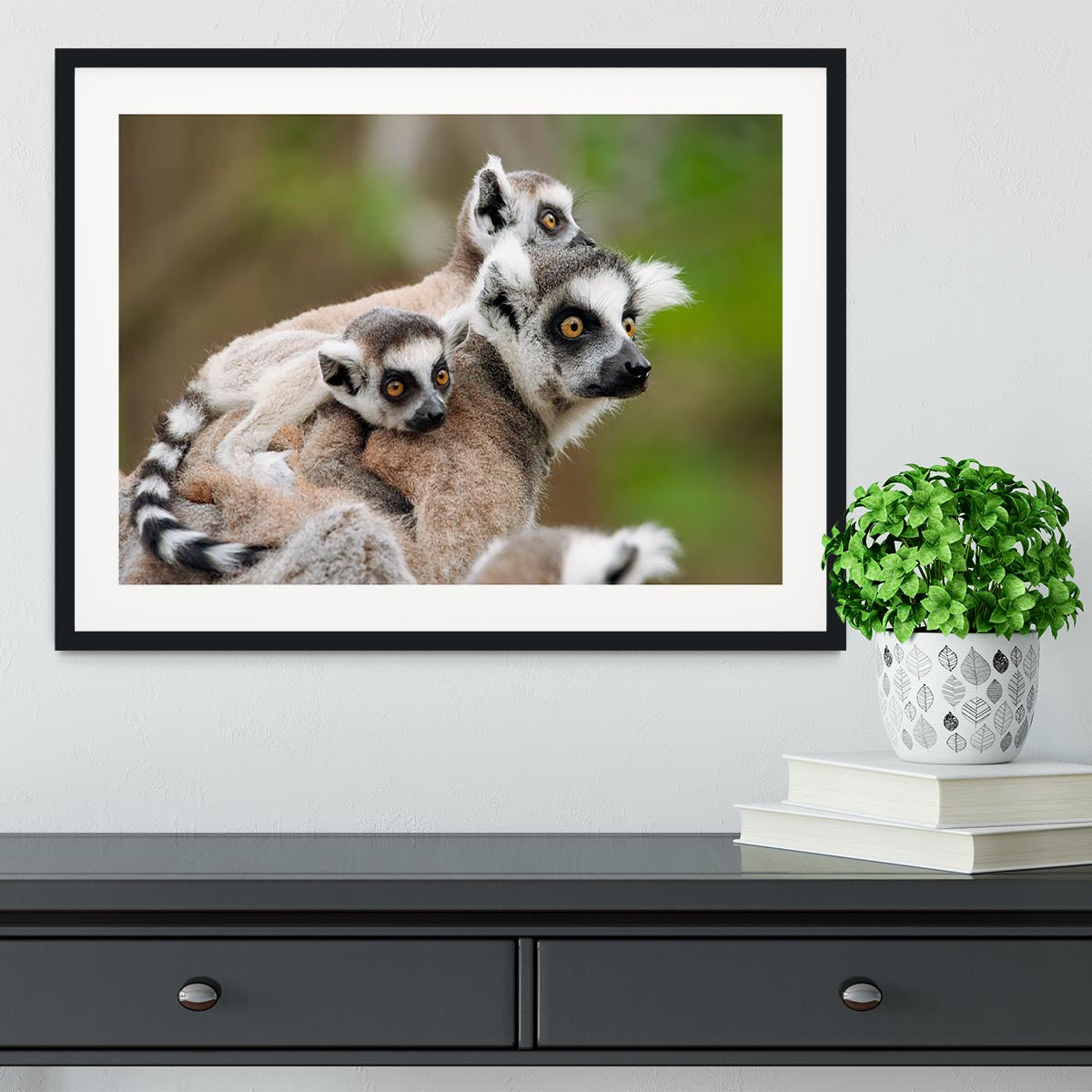 Close-up of a ring-tailed lemur Framed Print - Canvas Art Rocks - 1