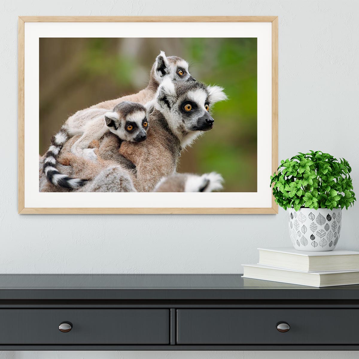 Close-up of a ring-tailed lemur Framed Print - Canvas Art Rocks - 3