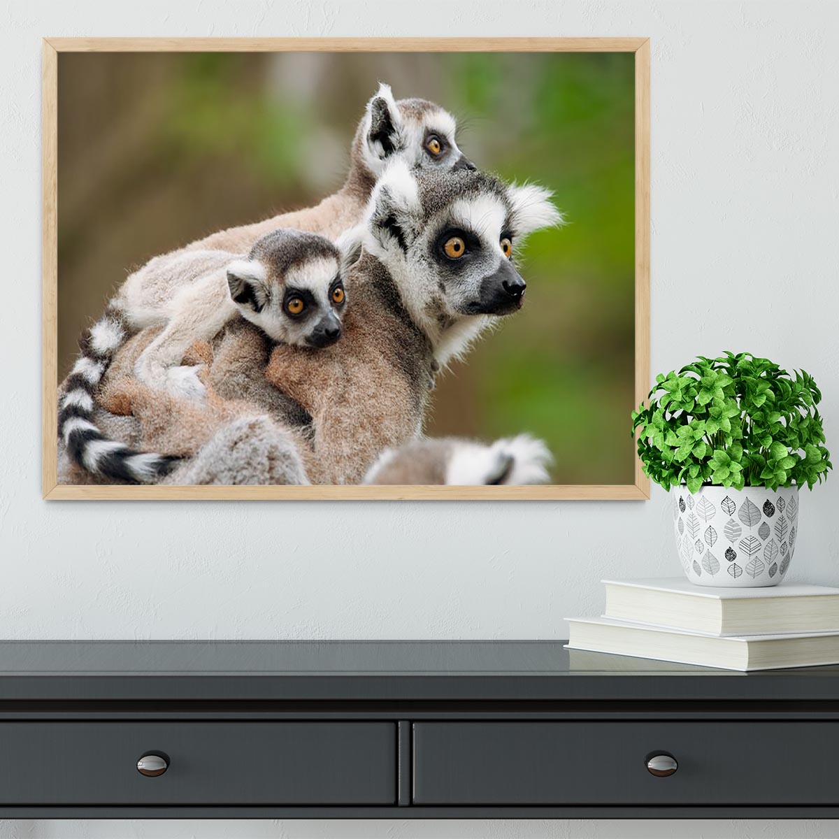Close-up of a ring-tailed lemur Framed Print - Canvas Art Rocks - 4
